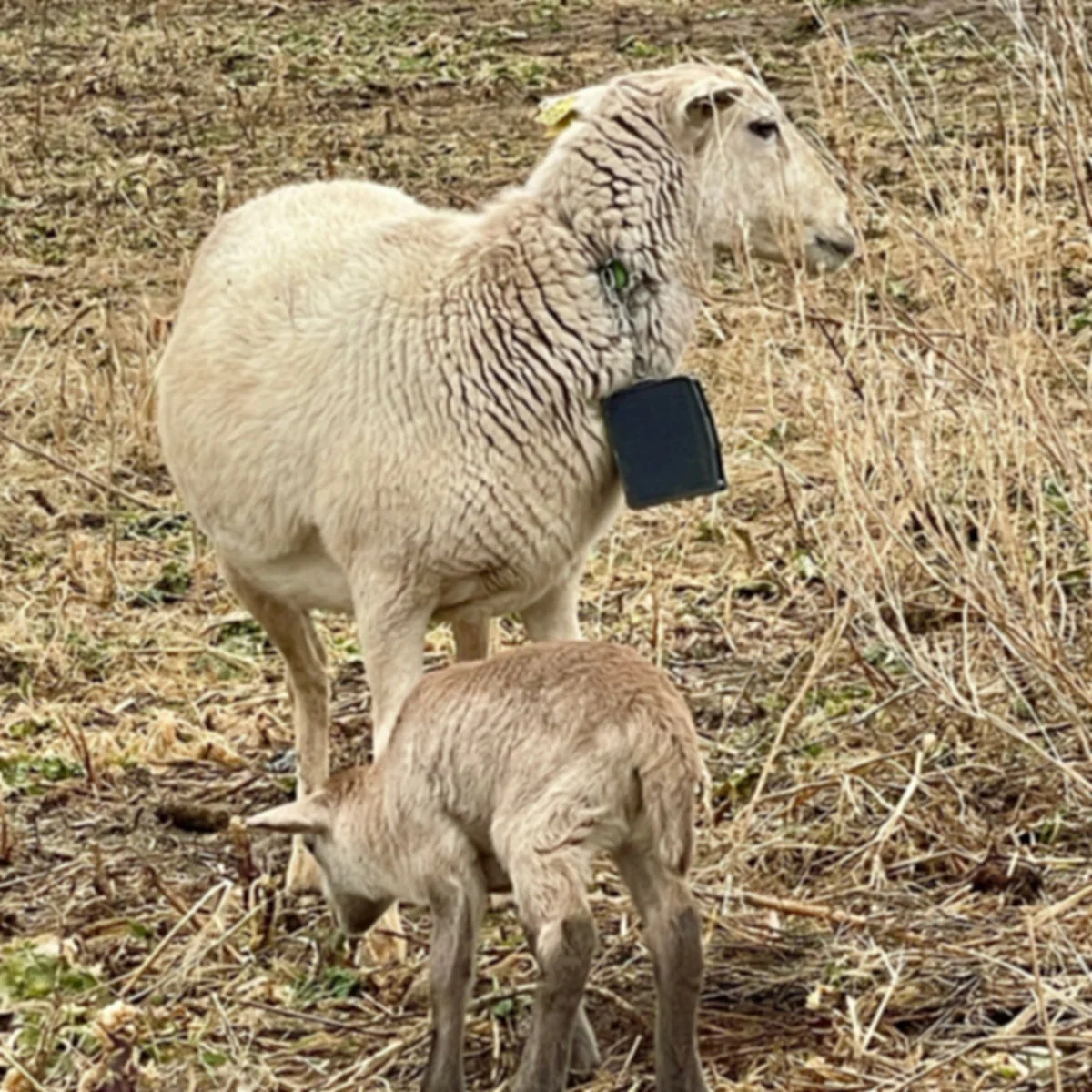 5356 and her new lamb