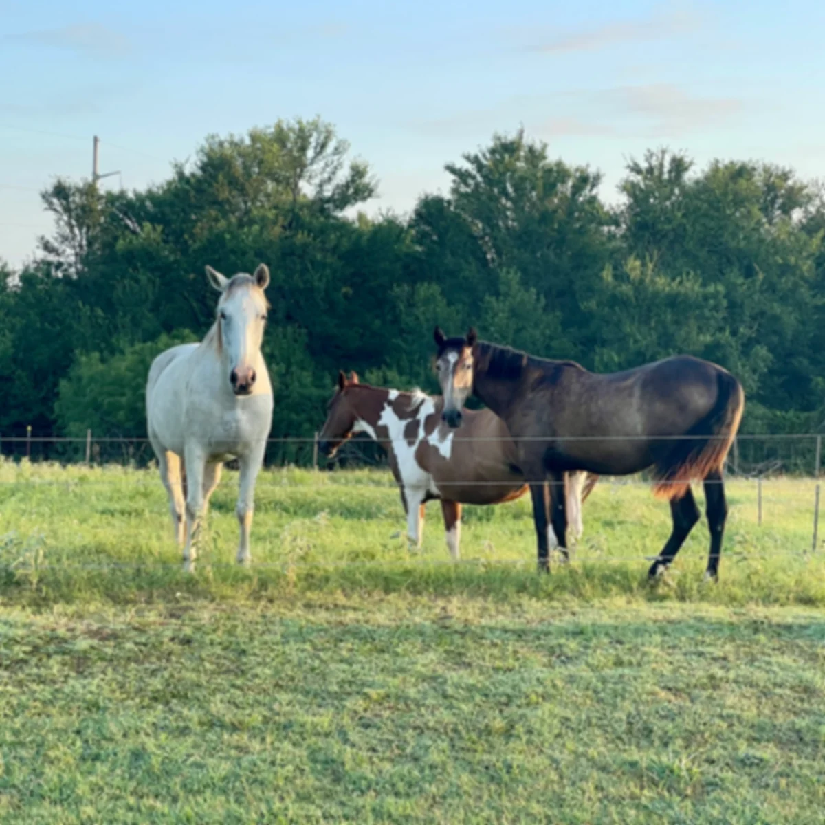 Equine Adaptive Grazing-Implementation and Learnings