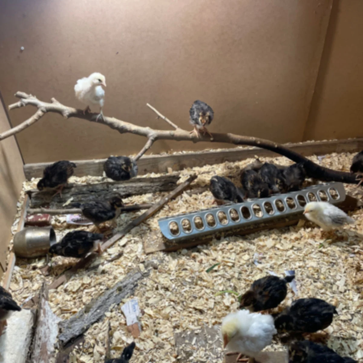 As the chicks grow, we add items to the brooder to get them ready to forage and thrive on pasture.