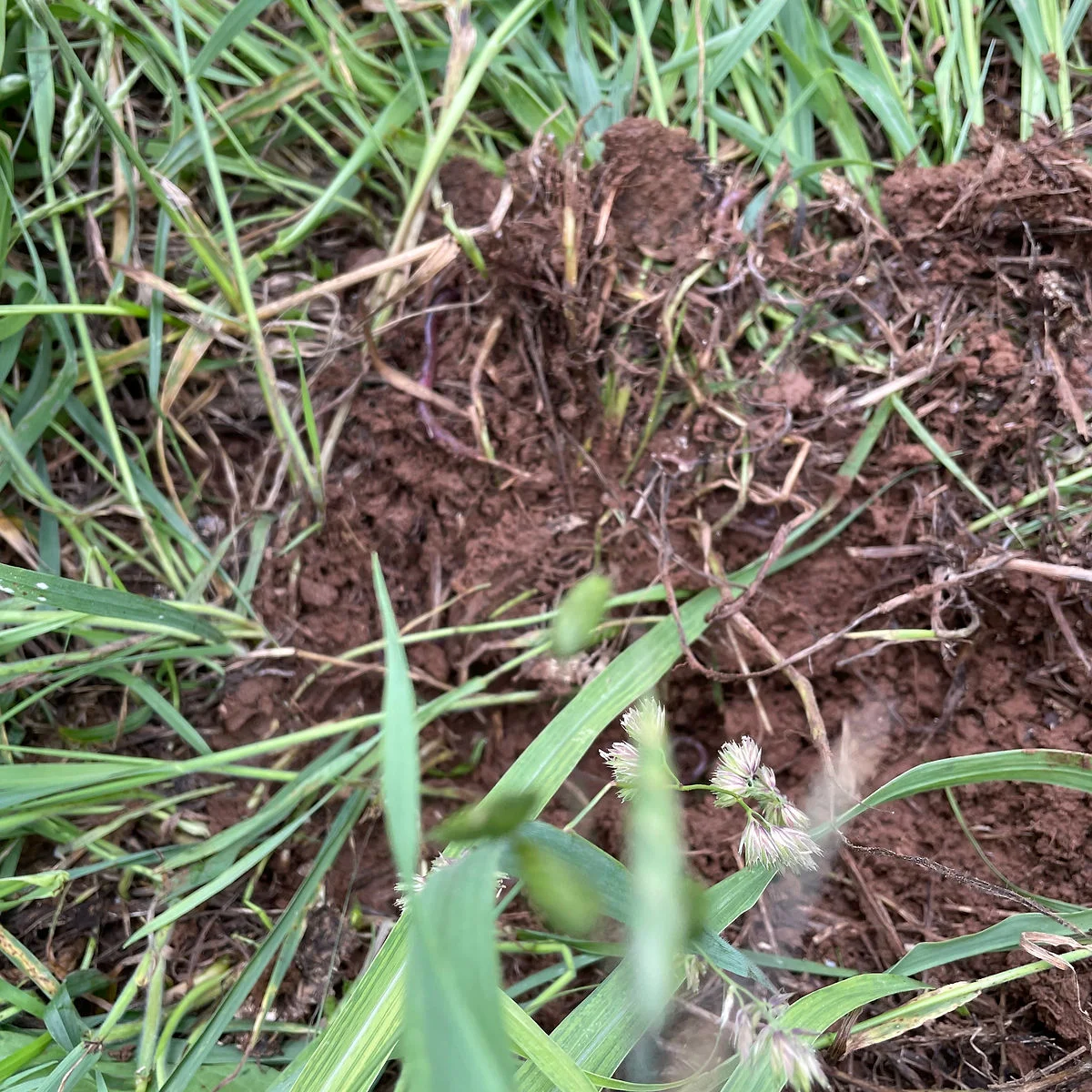 Forbes gets Regenerative