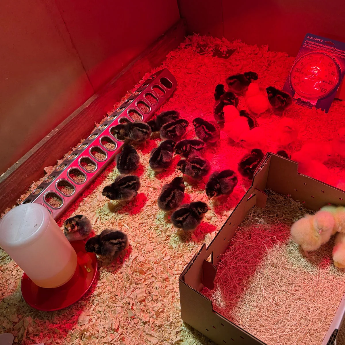 Delaware and Wyandotte day old chicks in brooder
