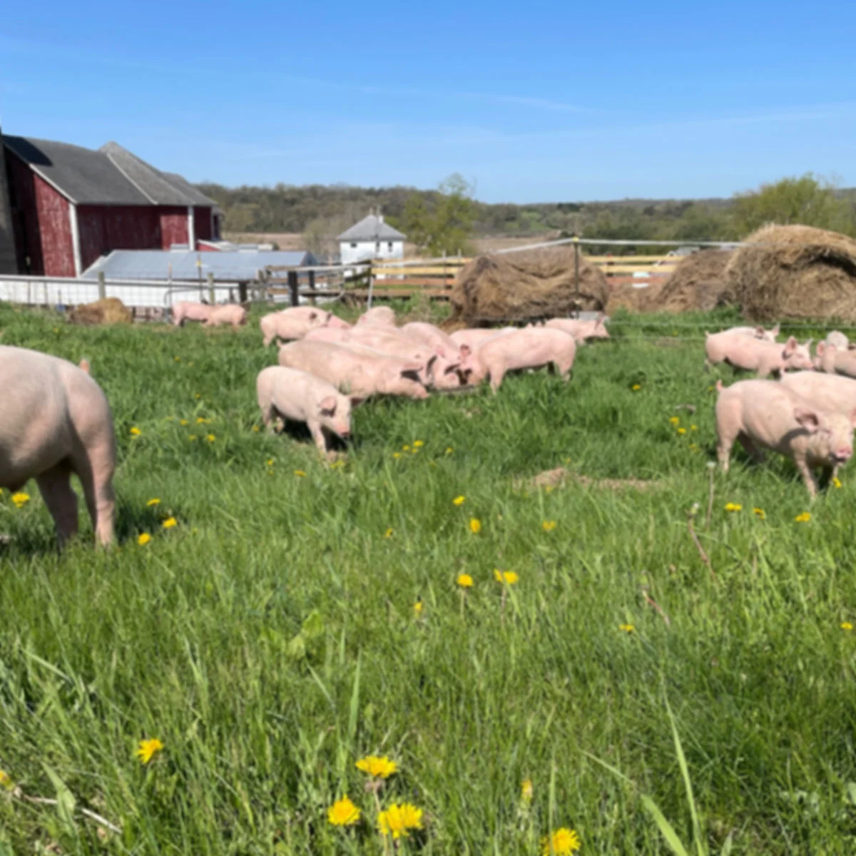 Pastured piglets at Wild Type Ranch near Madison WI