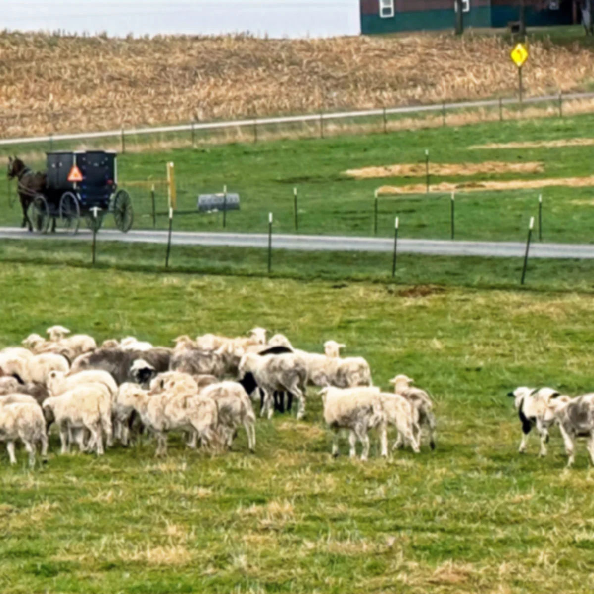 hair sheep lambs in pasture in S Wisconsin